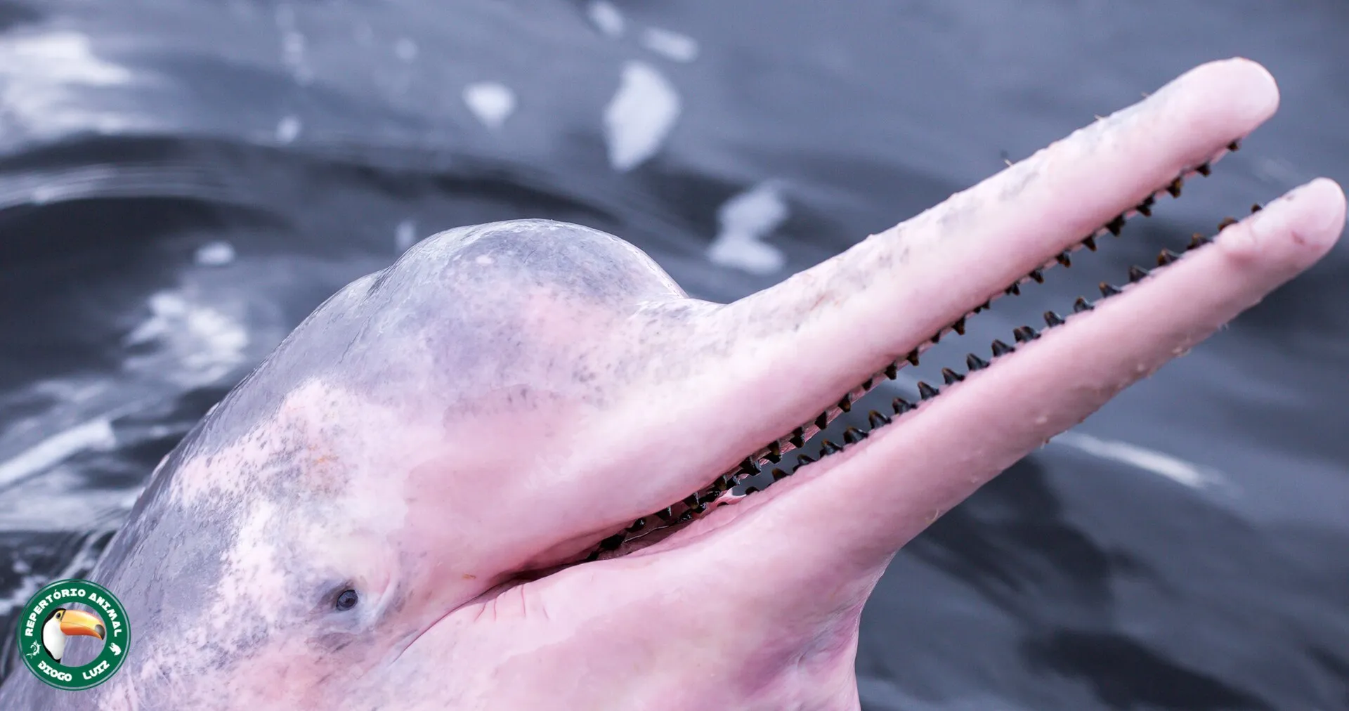 Golfinhos cor-de-rosa (botos) nadando no rio Tapajós ao pôr do sol em Alter do Chão